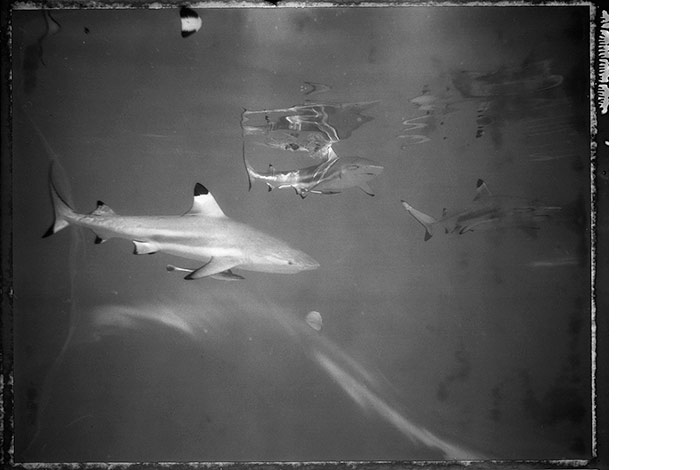 sharks1_ianerickregnard